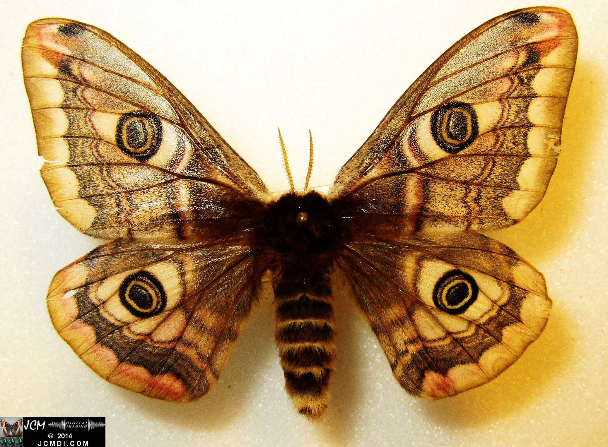 Saturnia pavonia female